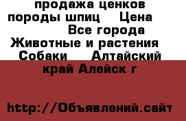 продажа ценков породы шпиц  › Цена ­ 35 000 - Все города Животные и растения » Собаки   . Алтайский край,Алейск г.